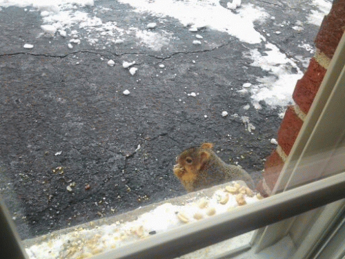 Sloth (USA-2) : Breakfast Friend